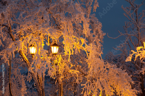 The light from the lanterns illuminates the snow-covered trees in the winter park at night. Beautiful winter new year card. High quality photo