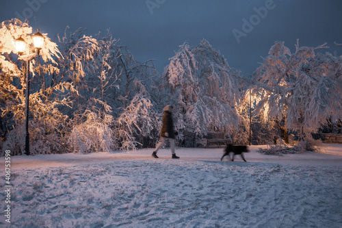 A woman walks with a big black dog in a snowy park in the winter evening. A figure in motion walks quickly against the background of a night forest illuminated by lanterns. Long exposure photo. 