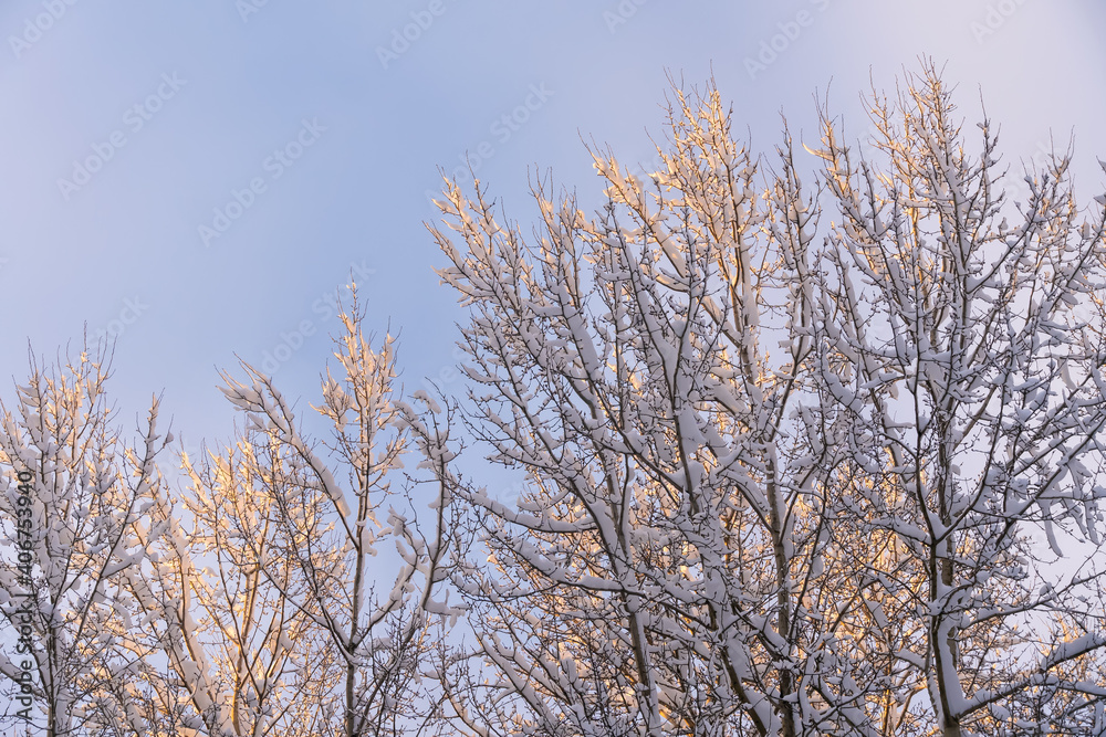 Branches of deciduous trees covered with a lot of snow in the sun against the blue sky, copy space Branches of deciduous trees covered with a lot of snow in the sun against the blue sky, copy space