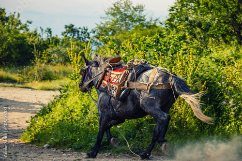 Fotografija running workhorse on a green background