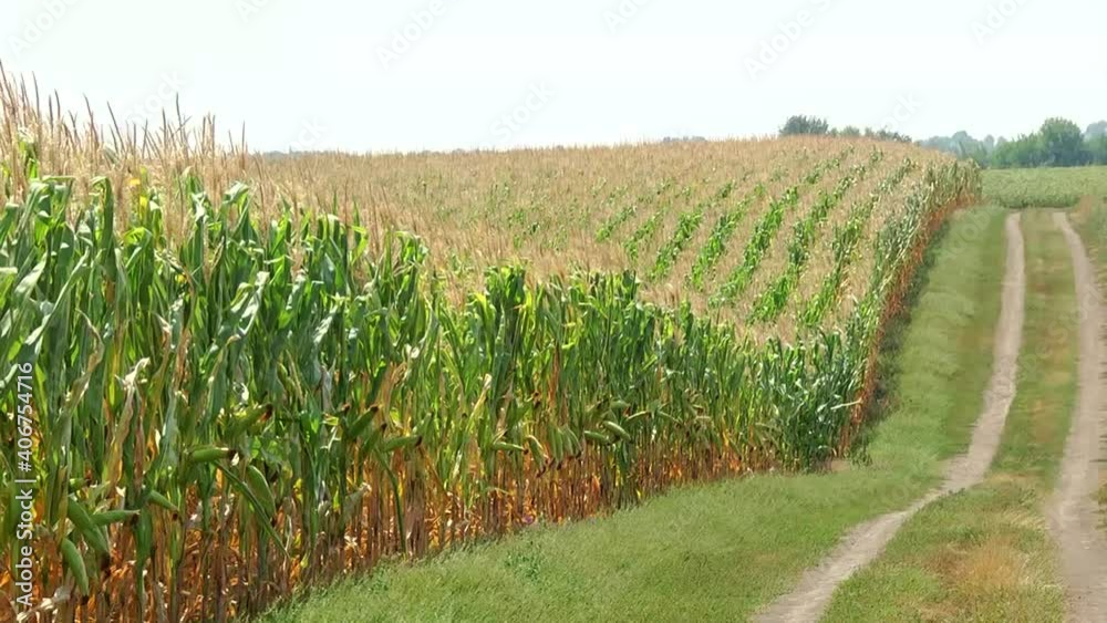 field of corn during the period of grain filling in the stump field of corn during the period of grain filling in the stump