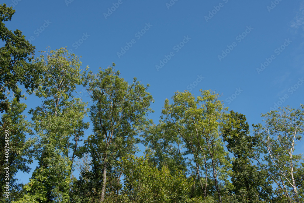 Summer Canopy of Deciduous Ash and Oak Trees with a Bright Blue Sky Background Growing in a Woodland Forest in Rural Devon, England, UK