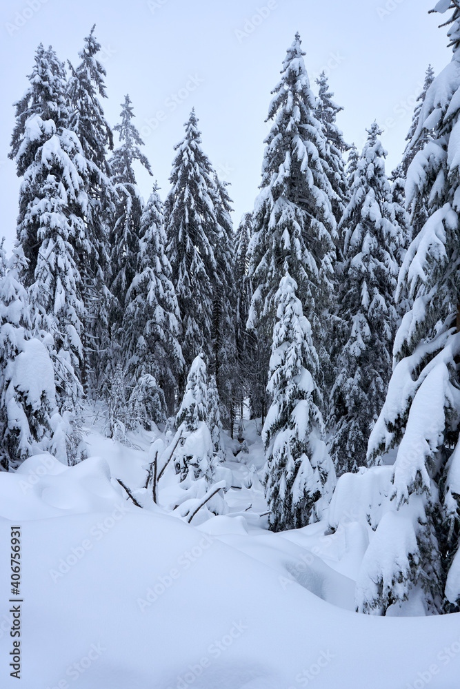 winter wonderland in the black forest on the kaltenbronn