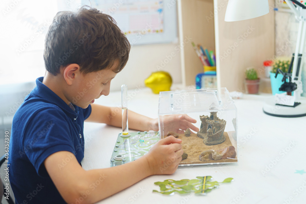small boy looks with interest at the formicarium, an ant farm with reaper ants small boy looks with interest at the formicarium, an ant farm with reaper ants