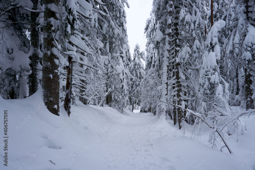 winter wonderland in the black forest on the kaltenbronn winter wonderland in the black forest on the kaltenbronn