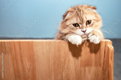 Cute Scottish Fold brown cat hidden behind wooden wall near concrete wall and looking at camera. Beautiful kitty. Gray blur background.