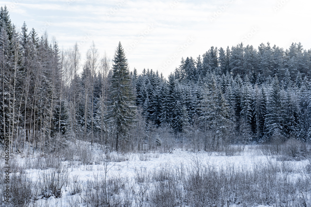 Obraz premium View of the trees that snowed on a cold winter day when the bright sun is shining
