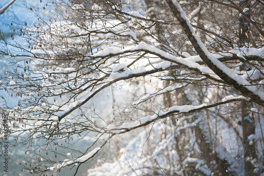 Snow-covered branches of pine trees in the forest close up on a sunny day Snow-covered branches of pine trees in the forest close up on a sunny day