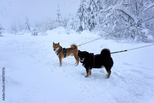 two shiba inus in the snow