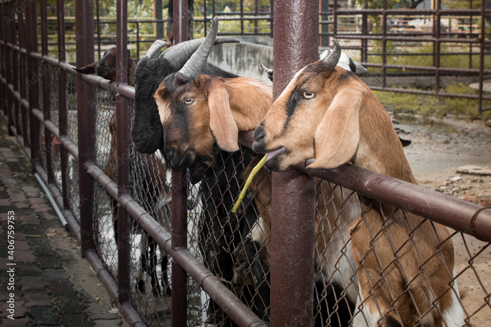 Goats in a farm