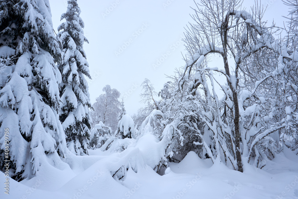 winter wonderland in the black forest on the kaltenbronn winter wonderland in the black forest on the kaltenbronn