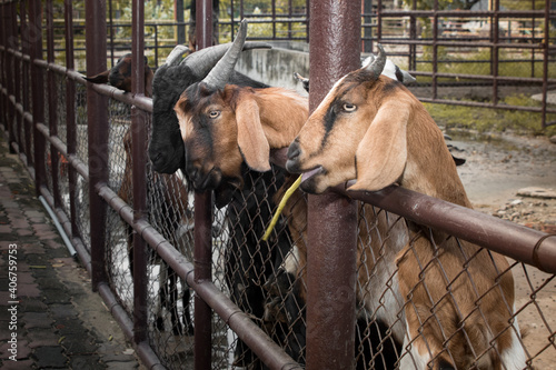 Obraz na płótnie Goats in a farm w salonie