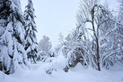 winter wonderland in the black forest on the kaltenbronn © creativcontent