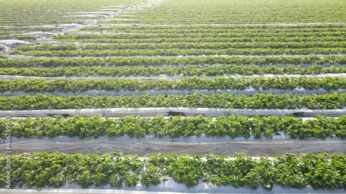 aerial view - plantation of strawberry field in a row
