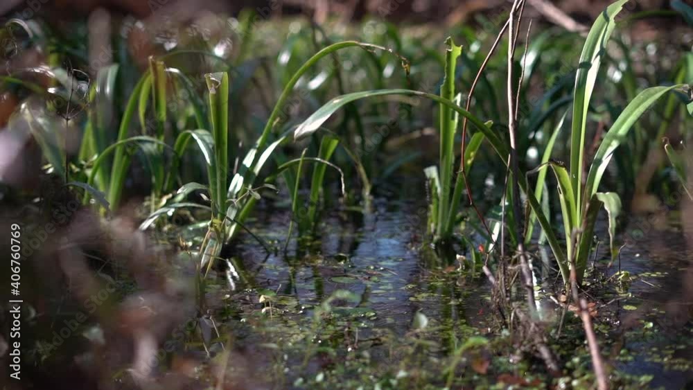 Plants and grasses growing in a shallow flooded or marsh field in a balanced ecosystem - slow motion push in Plants and grasses growing in a shallow flooded or marsh field in a balanced ecosystem - slow motion push in