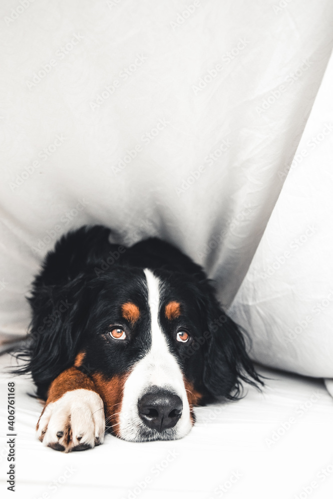 Bernese Mountain Dog in white bed. Lying on a clean bed.
