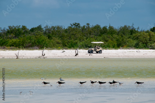 Close up of seabirds on a tropical beach. Low tide in Holbox Island, Mexico. In the background a golf car on the beach