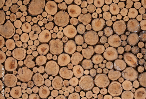 Background of a cut of coniferous trees.