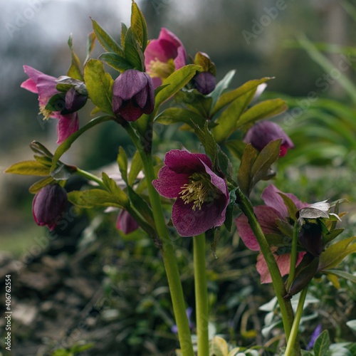 Hellebore, pink and purple flowers a poisonous winter-flowering plant. 