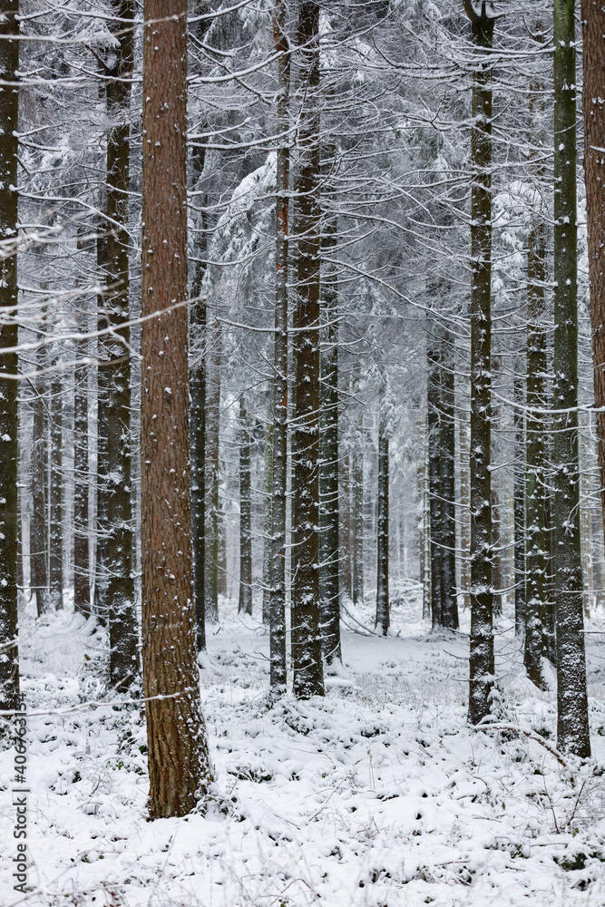 Fototapeta premium Winterlandschaft mit Neuschnee