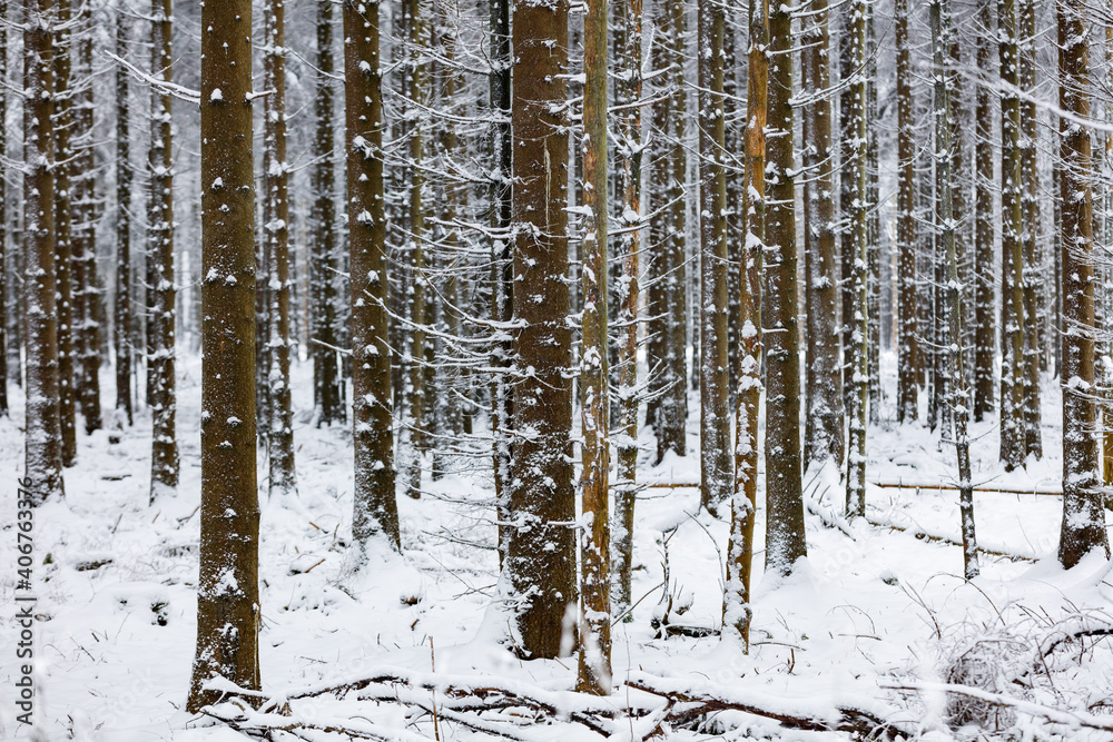 Fototapeta premium Winterlandschaft mit Neuschnee