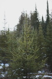 Evergreen trees growing in the forest in Ontario, Canada.