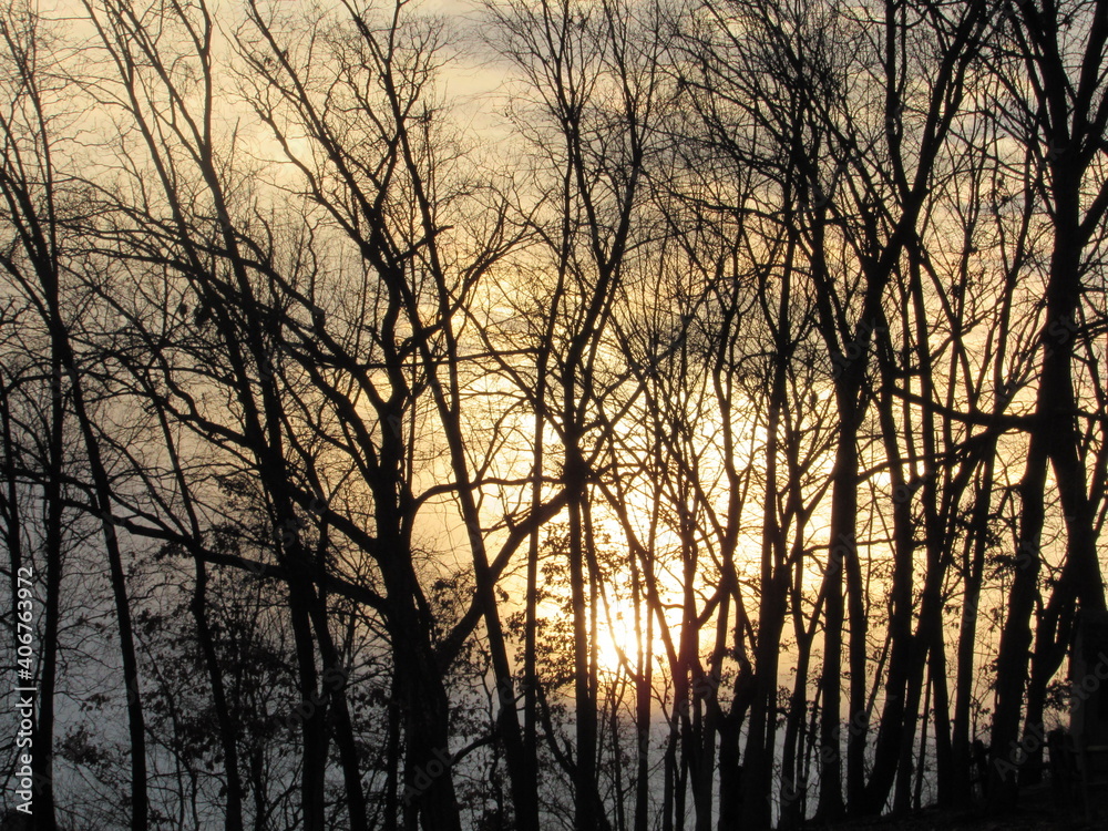 Sun Setting behind tree branches