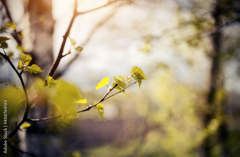 The appearing leaves on birch branches in the spring. The appearing leaves on birch branches in the spring.