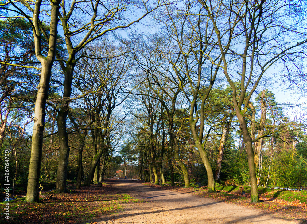 Naklejka premium Winter scene with a little snow in the forest
