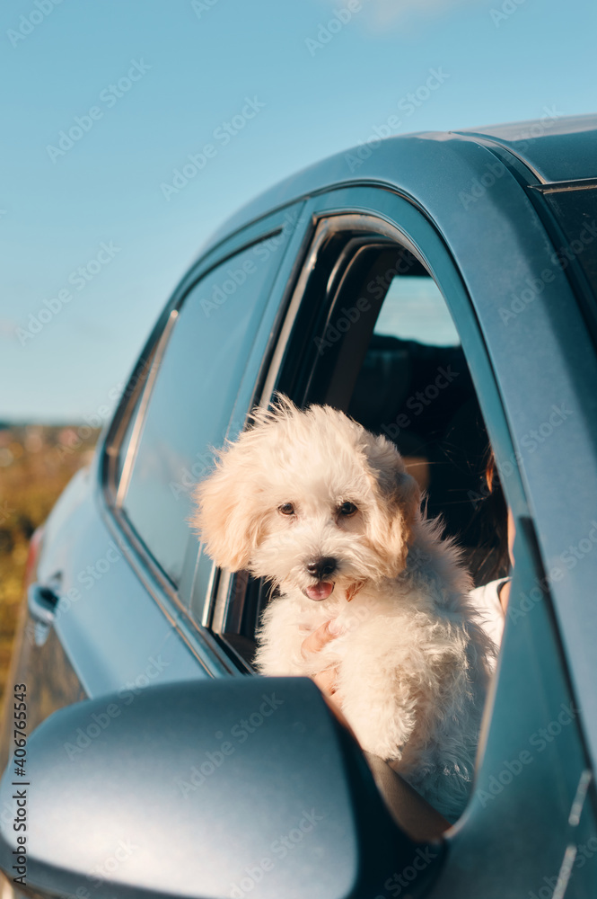 Happy french poodle mini puppy dog looking out of a car window with the tongue out Happy french poodle mini puppy dog looking out of a car window with the tongue out