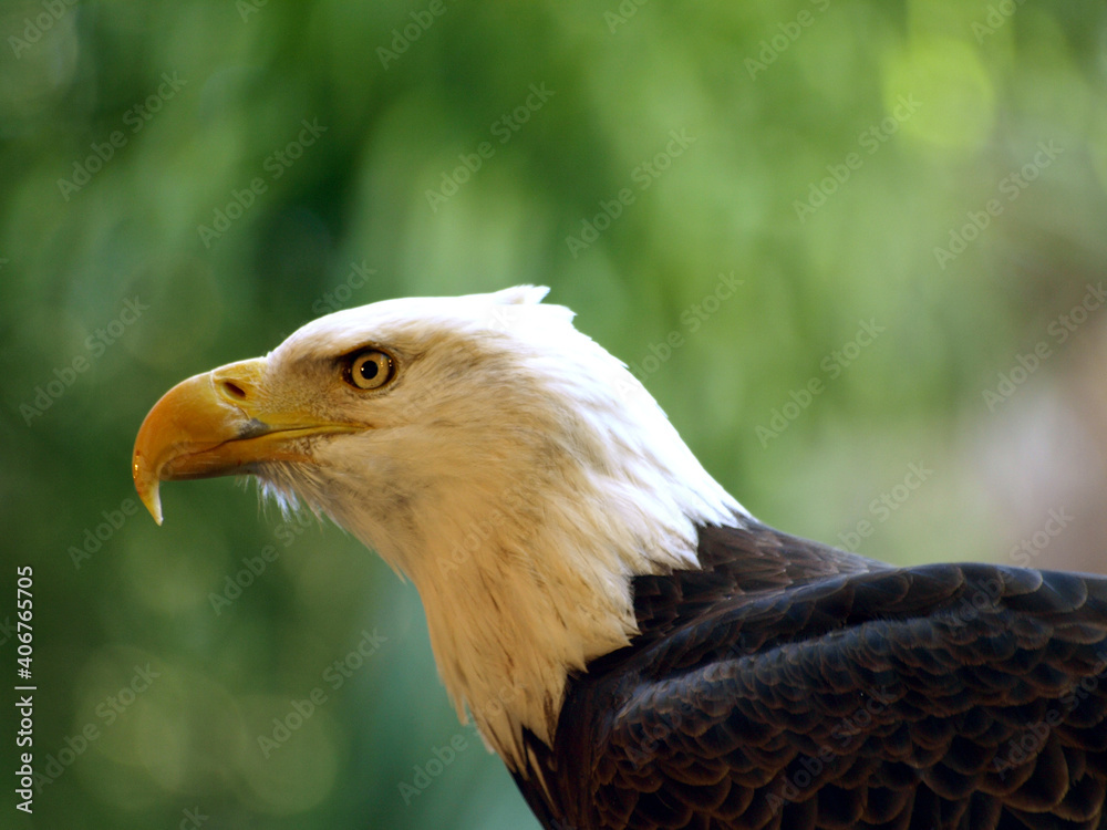 Fototapeta premium American Eagle Profile