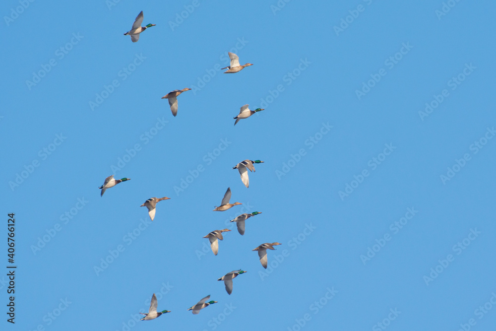 A flock of wild ducks are flying against the blue sky.
