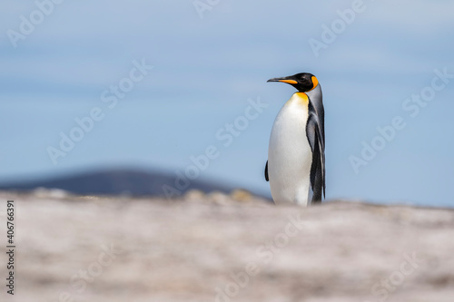 The king penguin  Aptenodytes patagonicus 