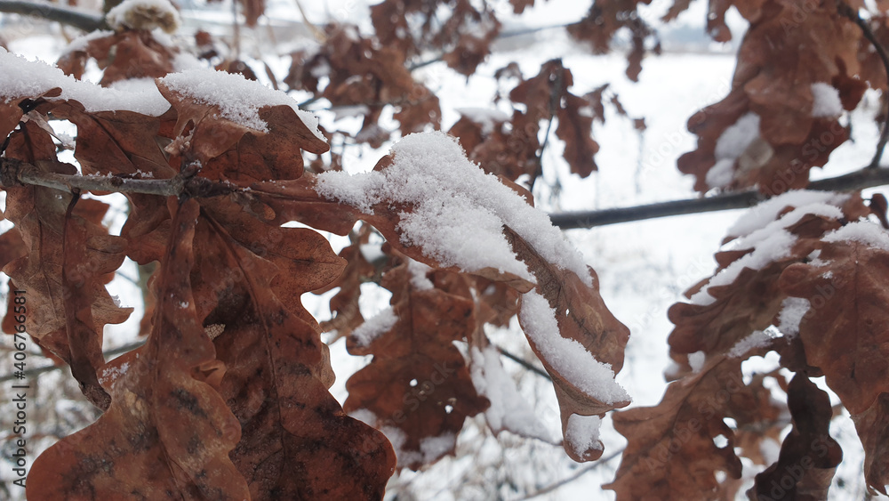 dried leaves in snow in winter - obrazy, fototapety, plakaty 
