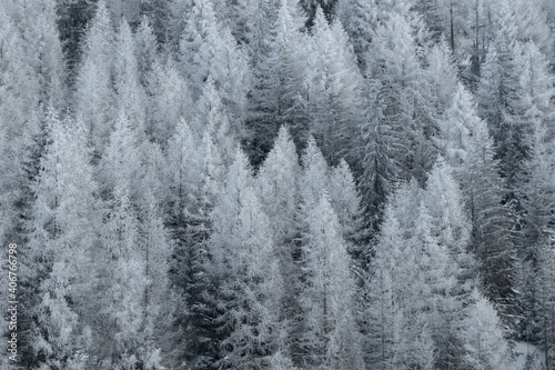 Frozen Trees in Switzerland