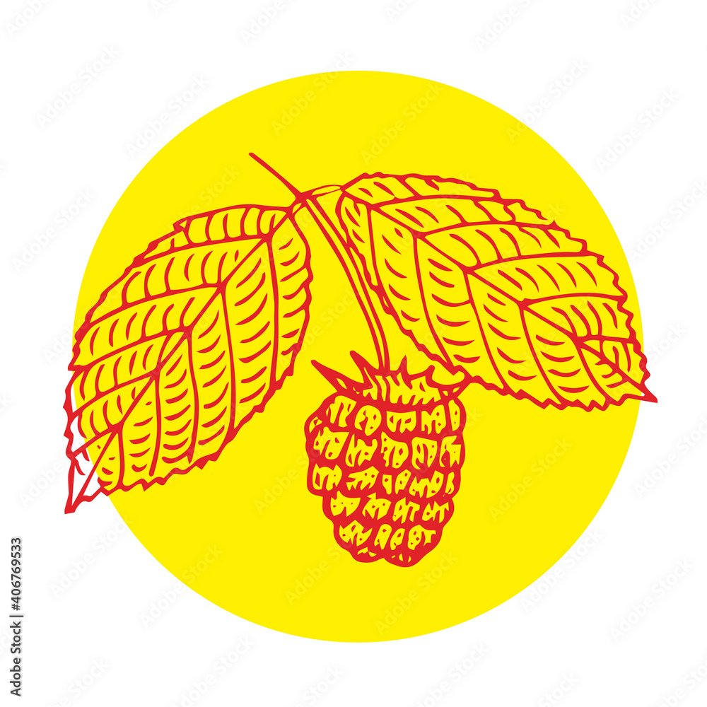 Fototapeta premium Raspberry, branch with leaves, vector illustration, sketch, red and yellow