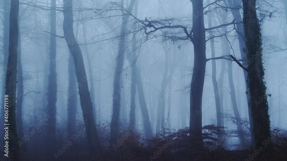 Beautiful nature shot of amazing landscape scenery of trees in a woods, woodlands in foggy misty blue weather, thick fog and mist mysterious atmospheric haunted spooky halloween scene, England, UK