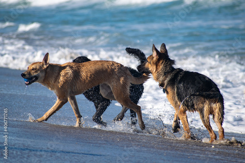 Dogs playing at the beach © Coral