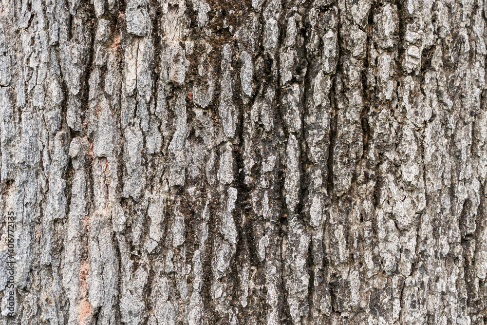 Naklejka premium Old tree bark texture background