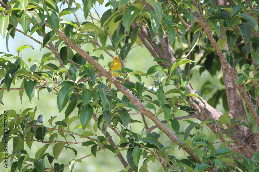yellow bird yellow bird