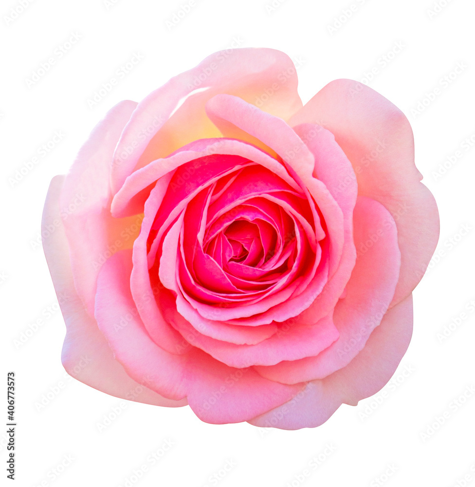 pink rose isolated on white background pink rose isolated on white background