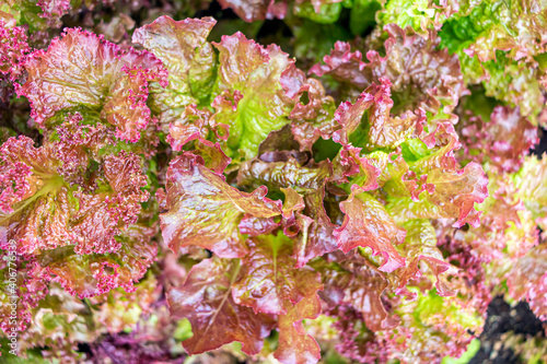 Homegrown, gardening, agriculture and gmo free consept. Leaves of green salad Lettuce. Natural vegetable organic food production. Natural background. Seed cover photo
