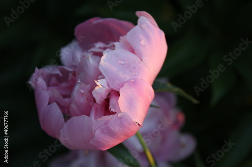 Fototapeta Naklejka Na Ścianę i Meble -  pink peony flower