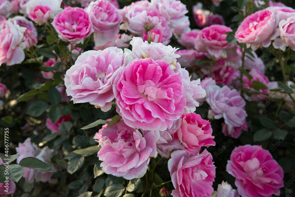 Floral. Closeup view of Floribunda hybrid Rosa Dynastie flower cluster of pink, fuchsia and white petals, spring blooming in the garden.