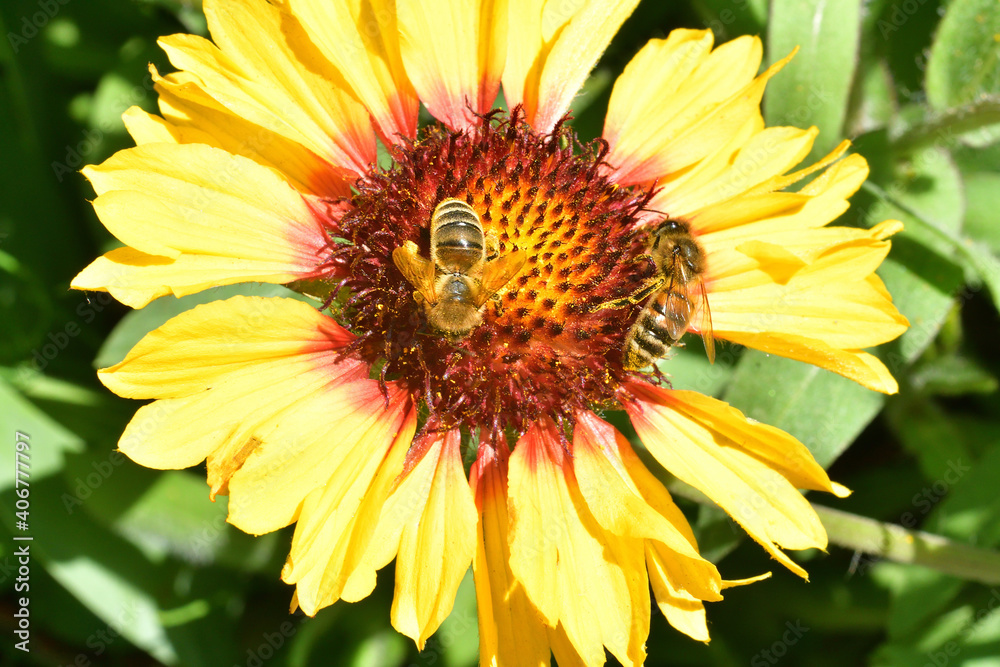 Obraz premium A honey bee pollinates wild flowers. The global problem of extinction of bees, Pollination of plants with insects., Soft focus, close-up macro image with blurred background.