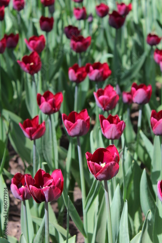 red tulips in the garden