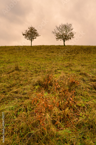 Trees at a moor. Open landscape with a dramatic sky in the background. Picture from Revingehed, Scania county, Sweden photo