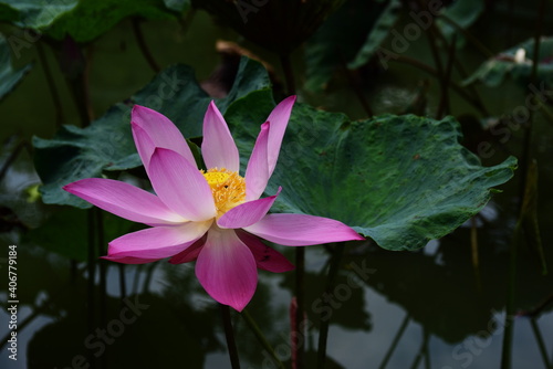 Pink lotus flower blossom in pond