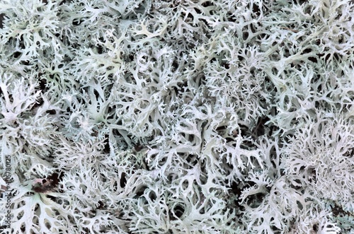 Evernia prunastri or oakmoss. Can be used the texture of lichens as a background, selective focus.