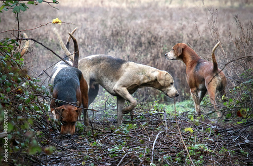 Fox hounds seeking a scent